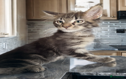 Maine Coon cats for sale: GCCF DNA Tested Male Maine Coon Kitten - Image 6