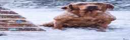 Labrador Retriever dogs for sale: Carefully Planned Labrador Litter - Advert 6