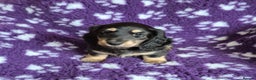 Miniature Dachshund dogs for sale: Long Hair Miniature Dachshund Puppy - Advert 2
