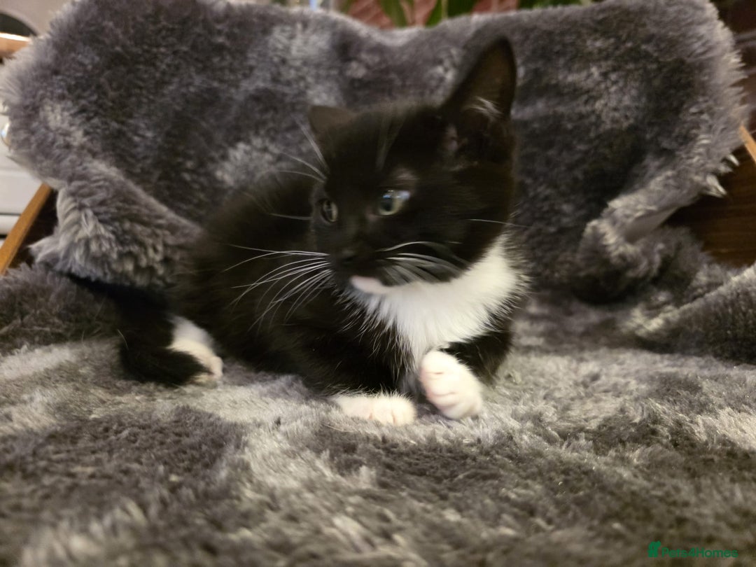 Ragdoll cats for sale: Rehomed  - Advert 14