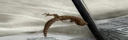 Gecko reptiles for sale: Baby Mourning Geckos (Lepidodactylus lugubris) - Advert 3