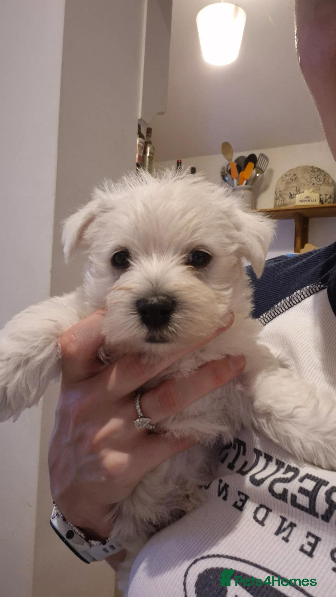 West Highland Terrier dogs for sale: 3 gorgeous Westie boys - "Ron, Fred & George" - Advert 11