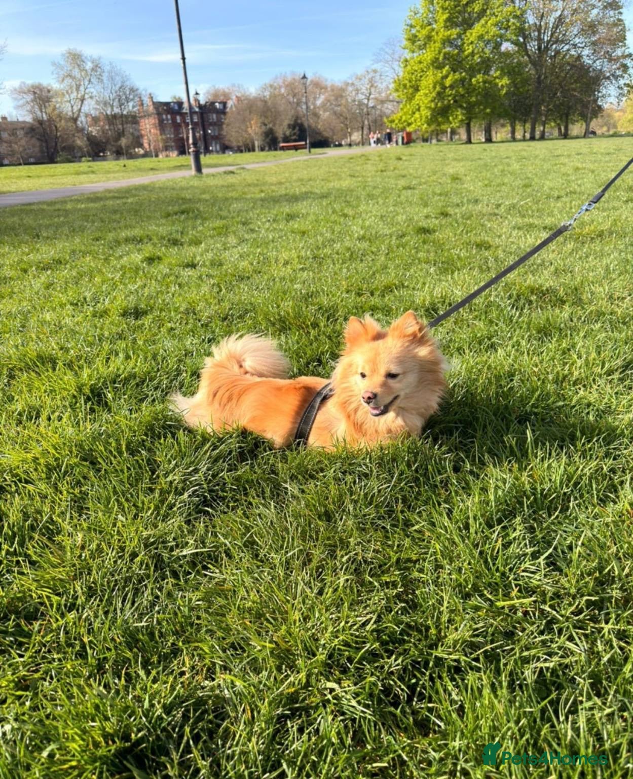Pomeranian dogs 3 year old fox faced Pomeranian boy for stud - Advert 13