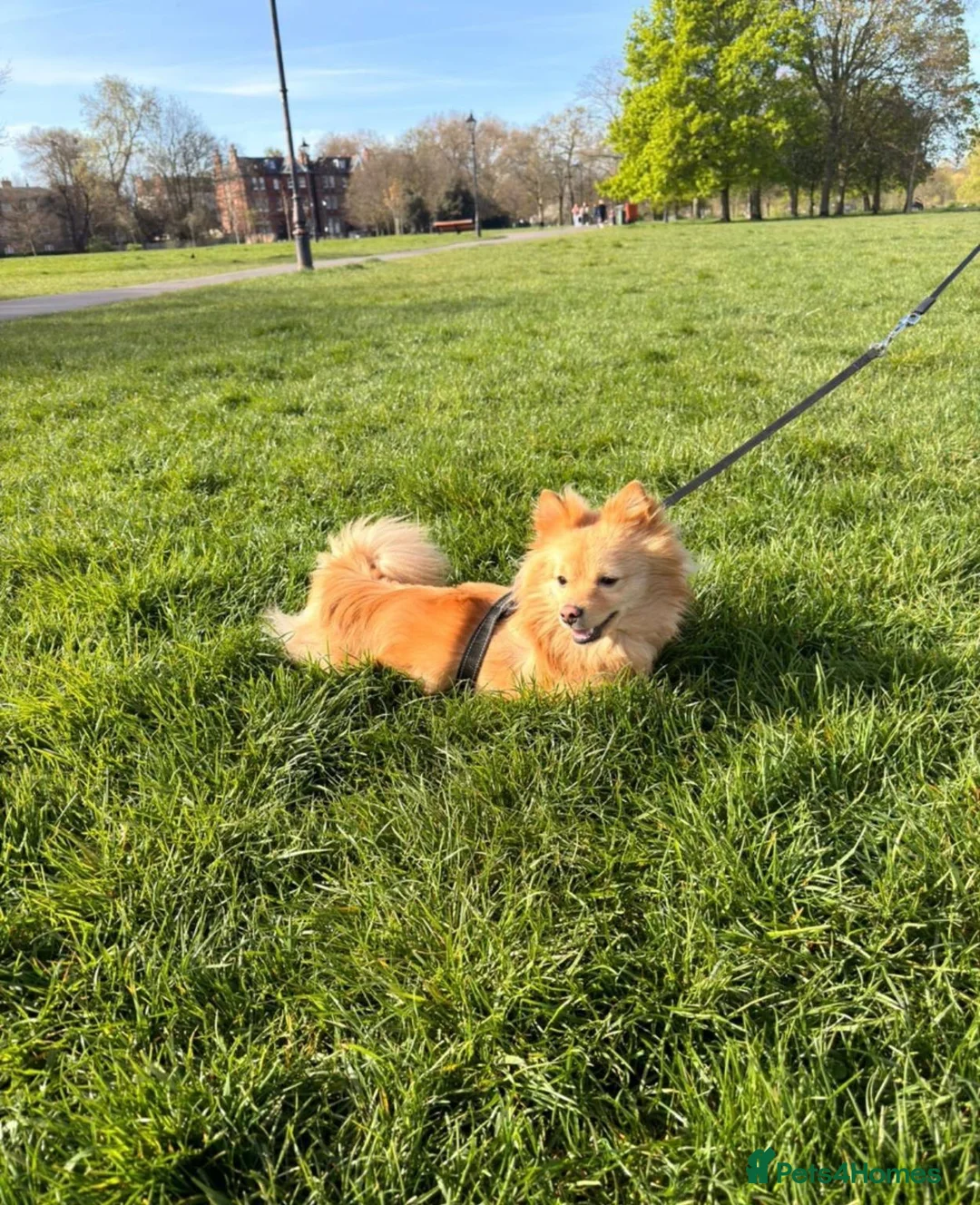 Pomeranian dogs for stud: 3 year old fox faced Pomeranian boy for stud - Advert 1