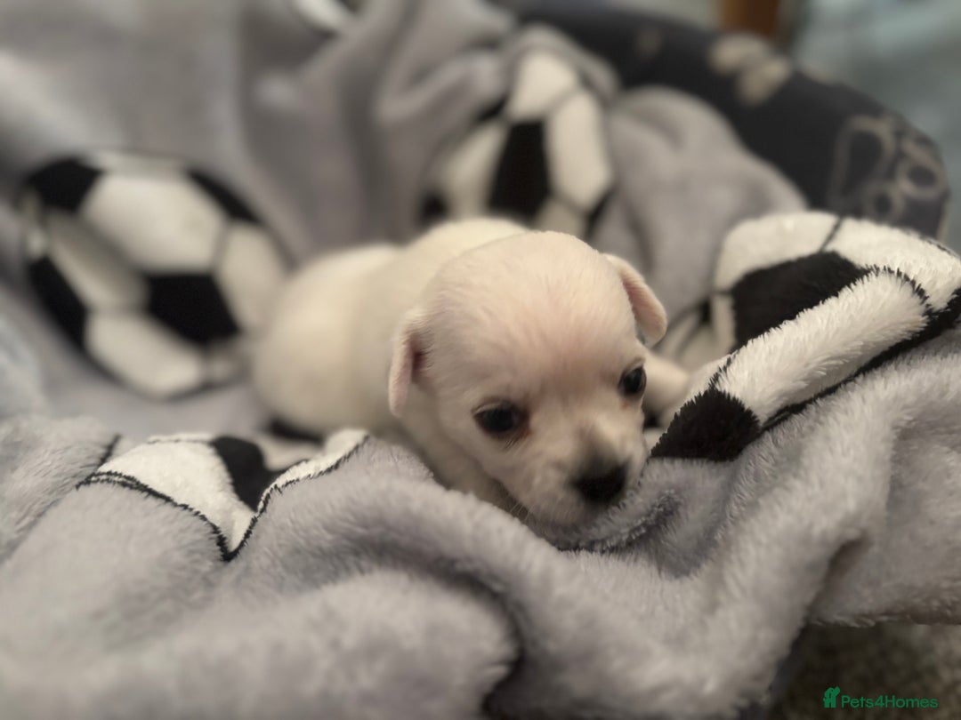 Chihuahua dogs for sale: Beautiful Chihuahua Puppies - Advert 10