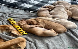 Golden Retriever dogs for sale: Gorgeous litter of 9 Golden Retrievers  - Image 5
