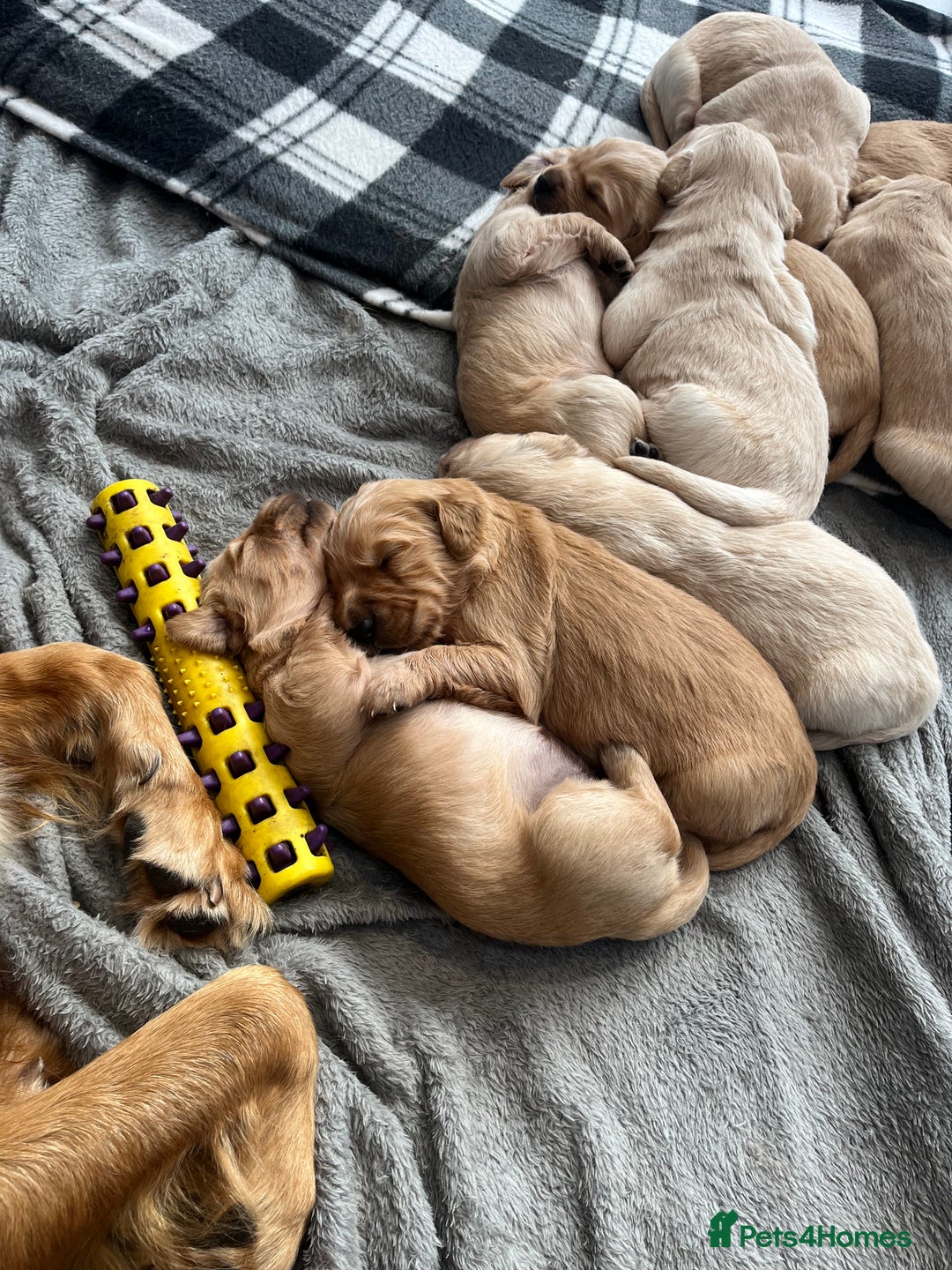 Golden Retriever dogs for sale: Gorgeous litter of 9 Golden Retrievers  - Image 5