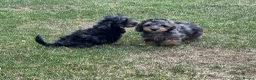Doxiepoo dogs for sale: Stunning dachshund/poodle pups - Advert 1