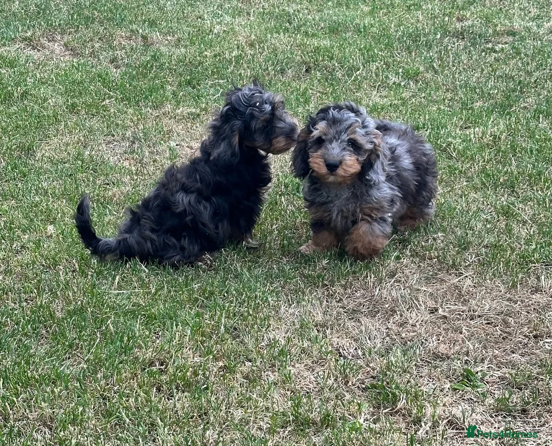 Doxiepoo dogs for sale: Stunning dachshund/poodle pups - Advert 1