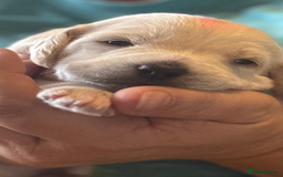 Mixed Breed dogs for sale: Gorgeous puppies  - Image 11