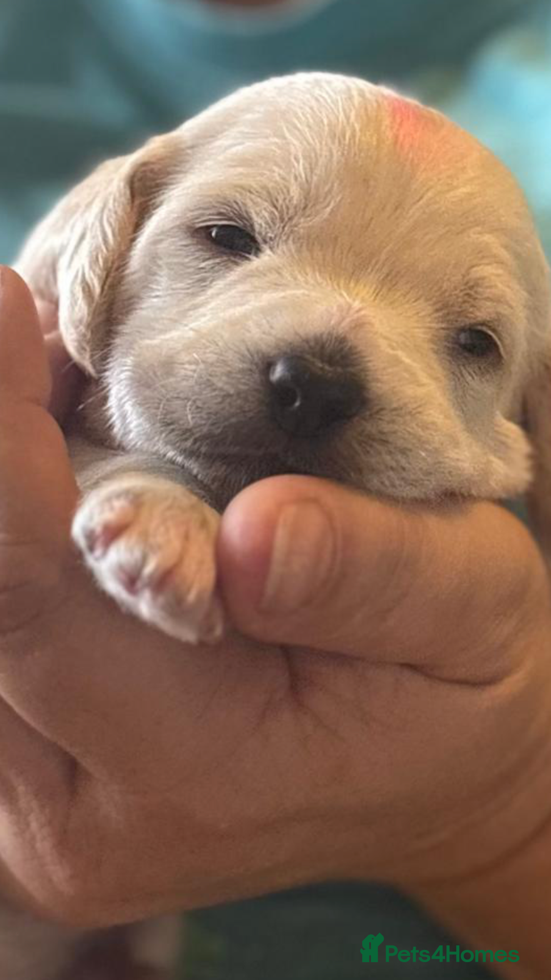 Mixed Breed dogs for sale: Gorgeous puppies  - Image 11