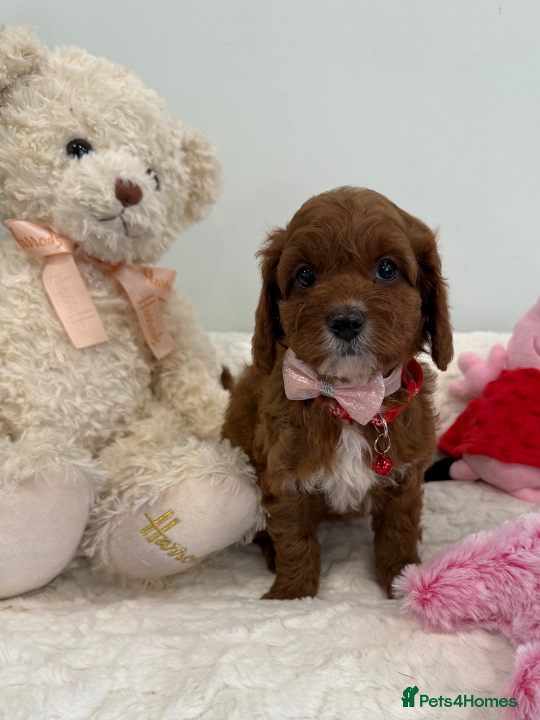 Cavapoo dogs for sale: New waitlist open. F1b Fully dna & health clear. - Image 21