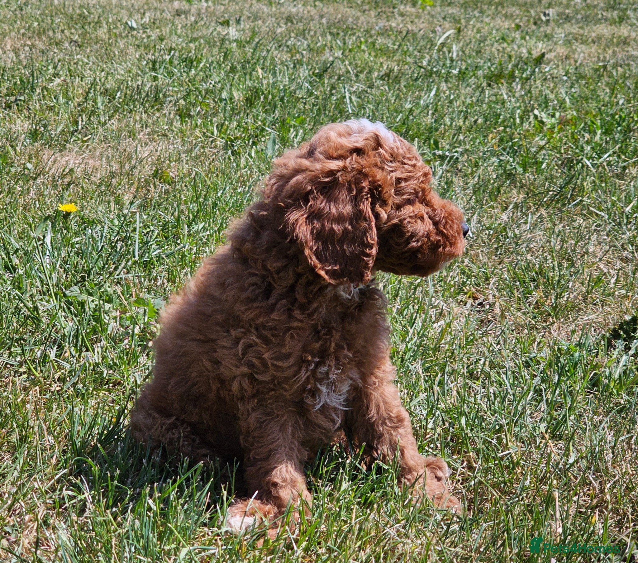 Australian Labradoodle dogs Last Boy - Full Australian Labradoodle pup - Advert 2
