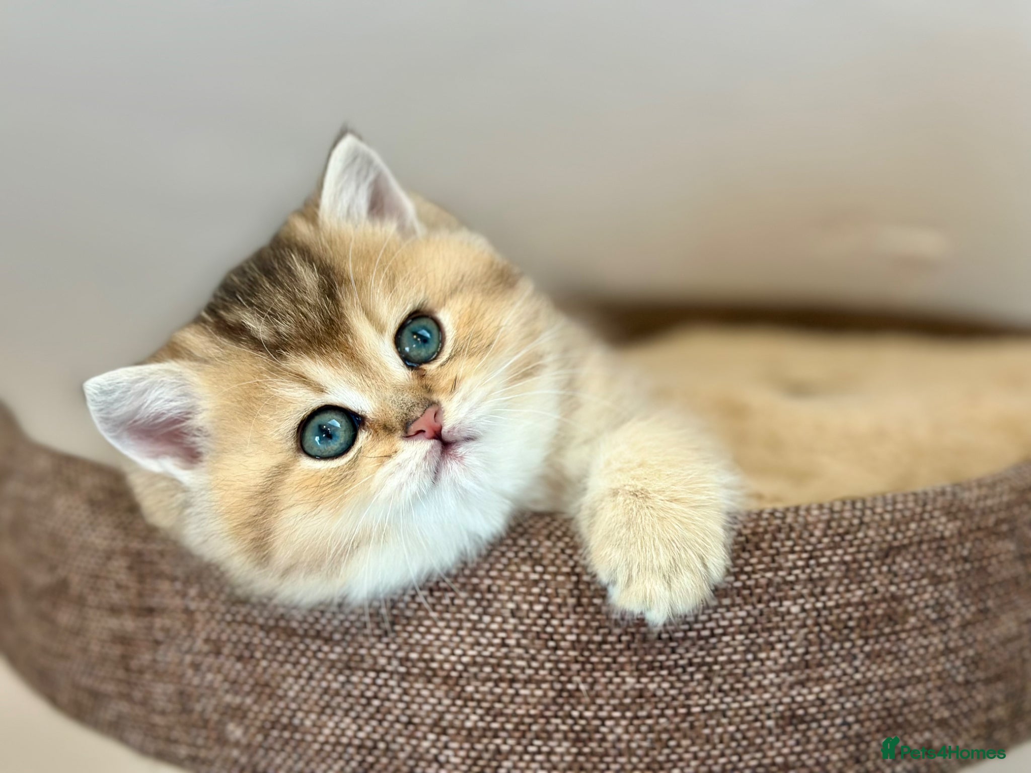 British Shorthair cats Blue Golden GCCF British Shorthair Kittens - Advert 1