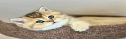 British Shorthair cats for sale: Stunning Quality GCCF British Shorthair Kittens - Advert 6