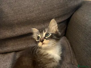 Ragdoll cats ragdoll cross kitten ( 😻 available) - Advert 13