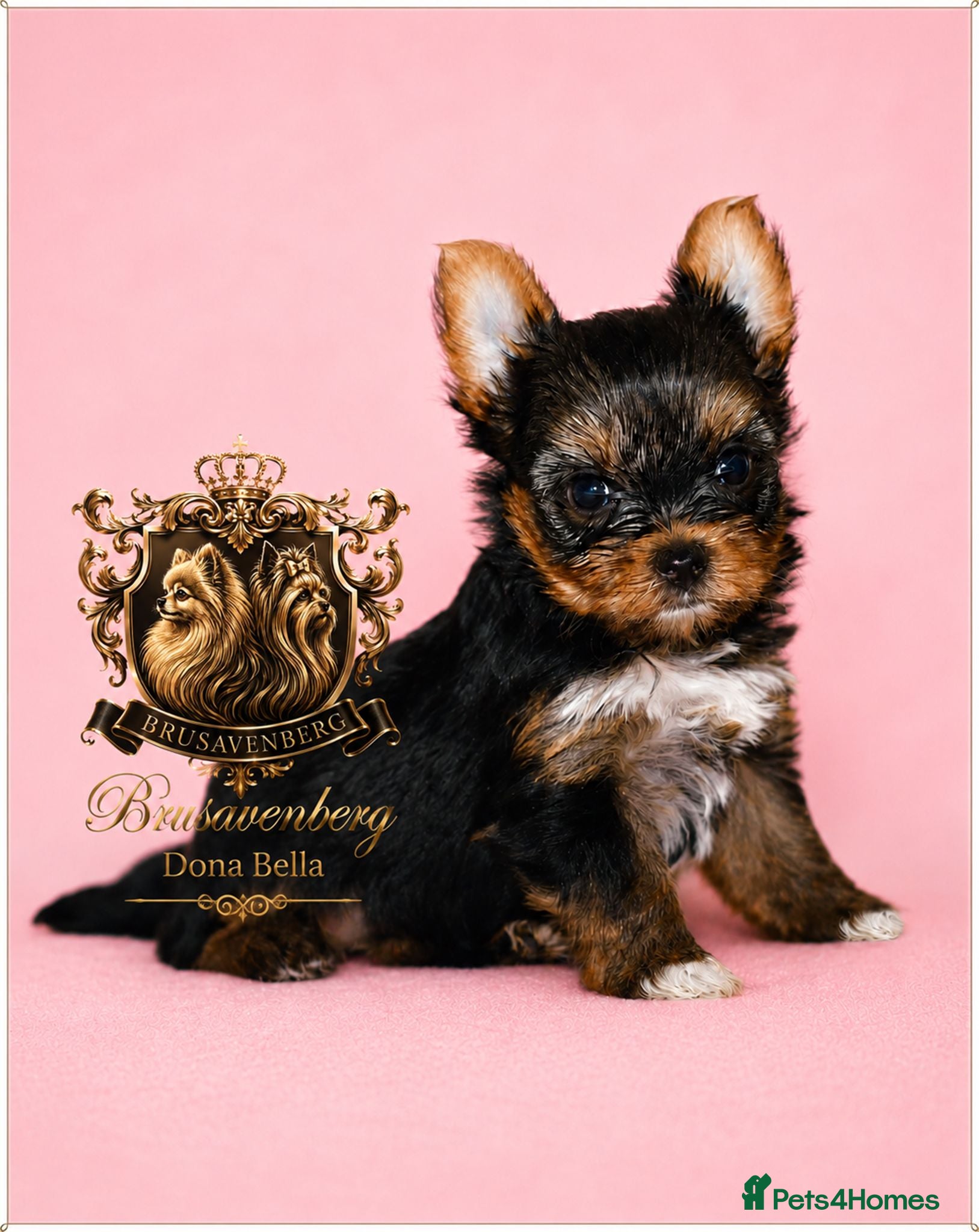 Yorkshire Terrier dogs BABY FACE MINIATURE YORKSHIRE TERRIERS KC DNA - Advert 9