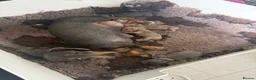 Miniature Dachshund dogs for sale: 🐾🤎✨ Miniature Dachshunds puppies ✨🤎🐾  in North Shields - Advert 24