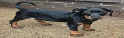 Dobermann dogs for sale: Working / showline doberman pups  - Advert 8