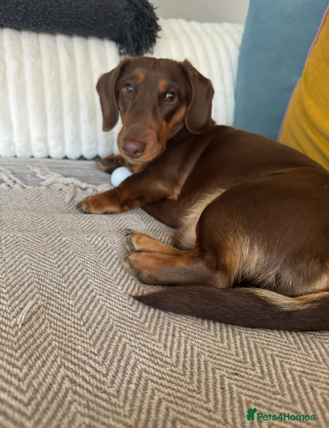 Dachshund dogs for sale: Miniature dachshund - Advert 3
