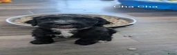 Sheepadoodle dogs for sale: F1b Sheepadoodles, ***READY TO GO 11th JULY*** - Advert 7