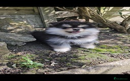 Pomsky dogs for sale: Pomsky puppies very small toy size F3  - Image 12