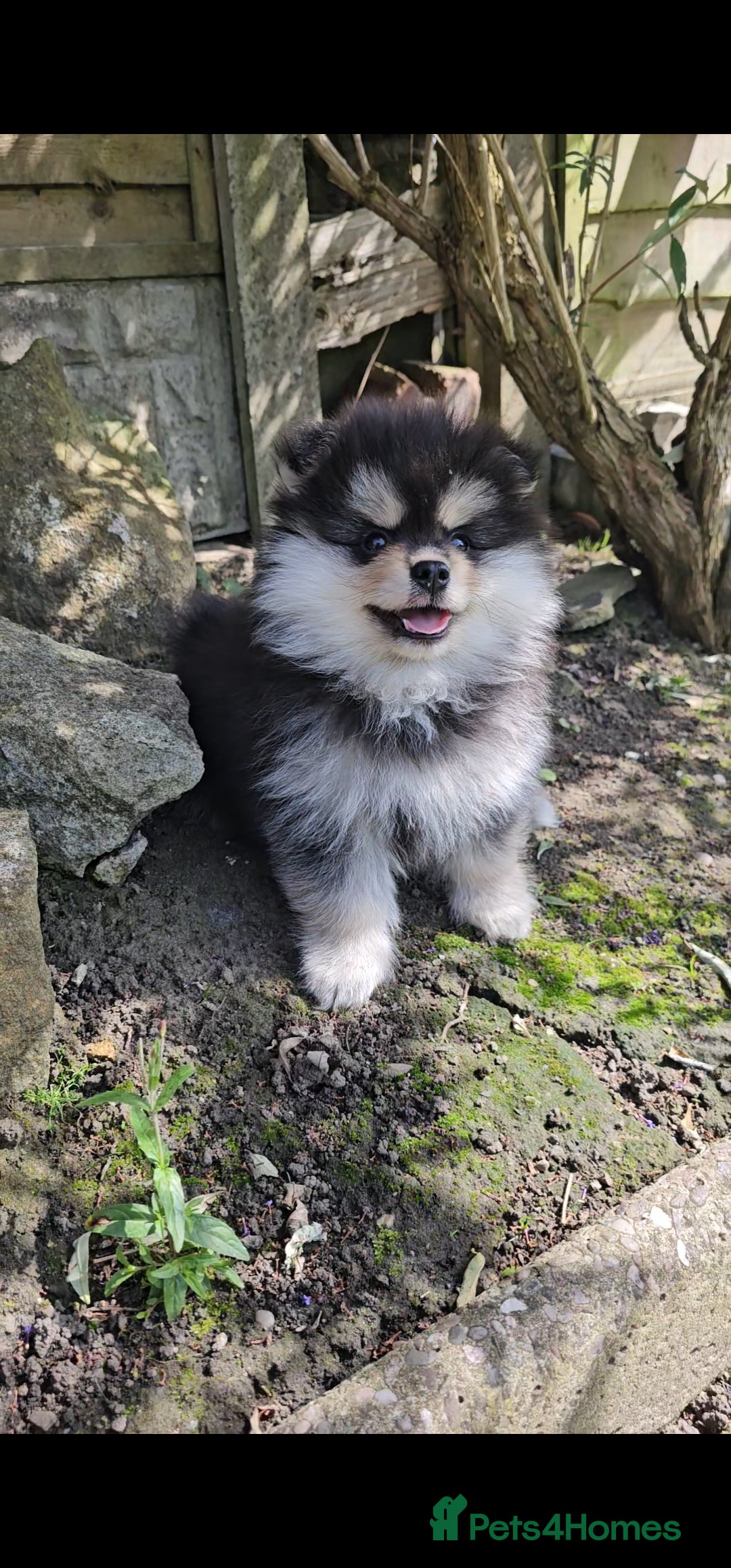 Pomsky dogs for sale: Pomsky puppies very small toy size F3  - Image 12