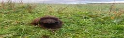 Newfoundland dogs for sale: Georgeous Newfoundland Puppies  - Advert 5