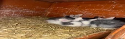 Mixed Breed rabbits for sale: Rabbits for sale in Lincoln - Advert 5