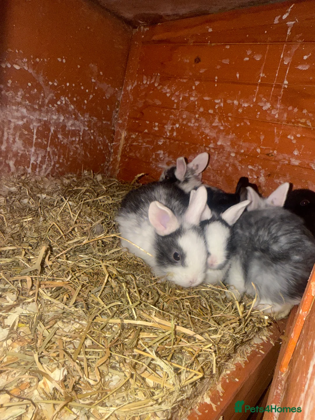 Mixed Breed rabbits for sale: Rabbits for sale in Lincoln - Advert 5