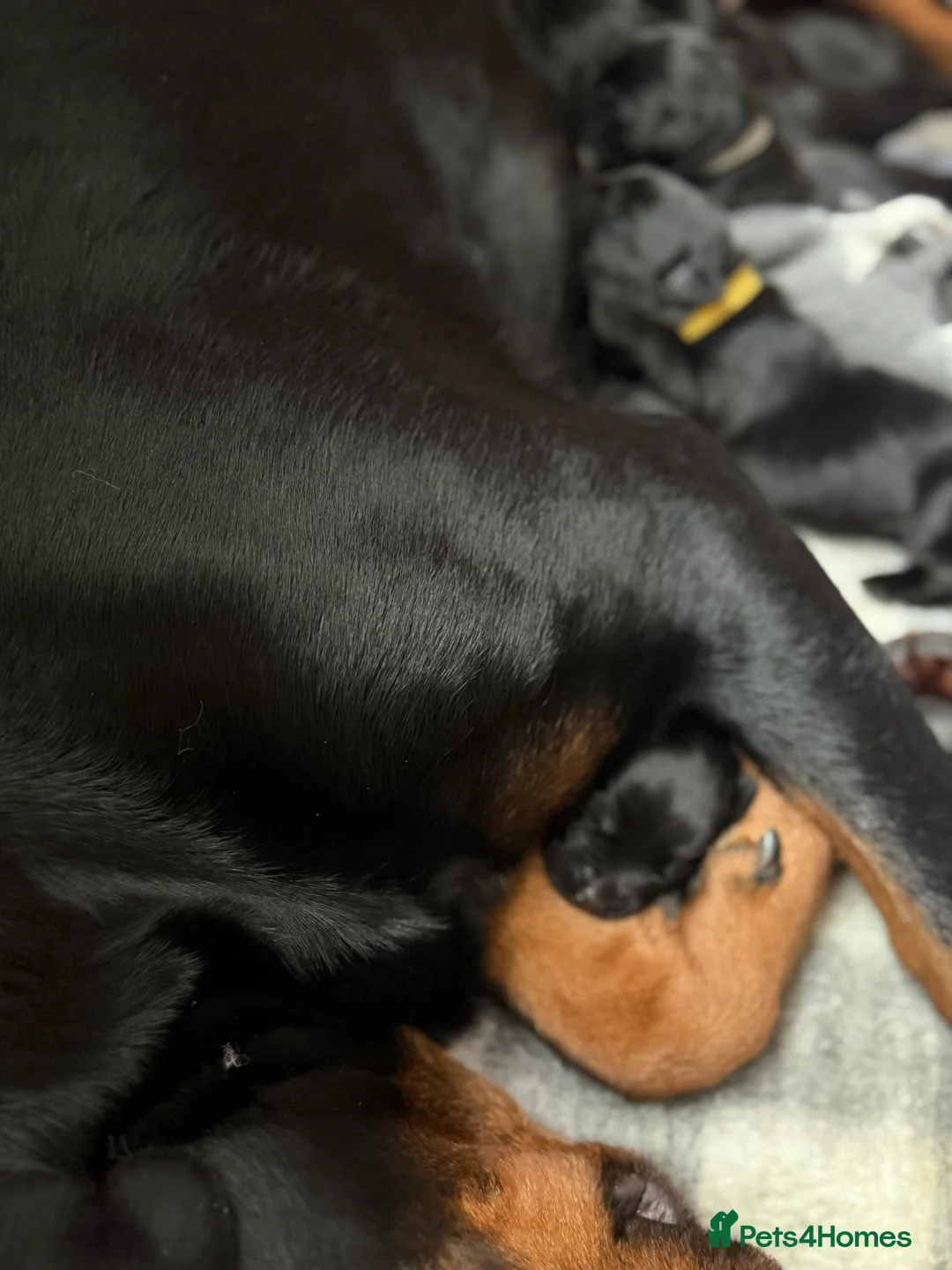 Mixed Breed dogs for sale: Puppies  - Advert 2