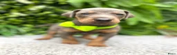 Dobermann dogs for sale: *KC REGISTERED* HEALTH TESTED DOBERMAN PUPPIES* - Advert 33