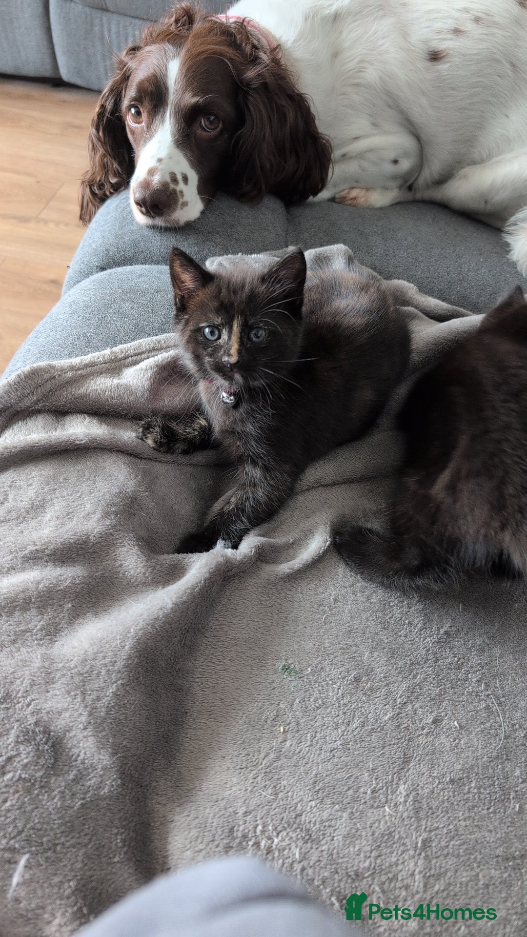 Mixed Breed cats for sale: 2 kittens  - Image 4