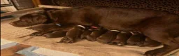 Labrador Retriever dogs for sale: Adorable chocolate Labrador pups 🐶 🏡 🍫  - Advert 2