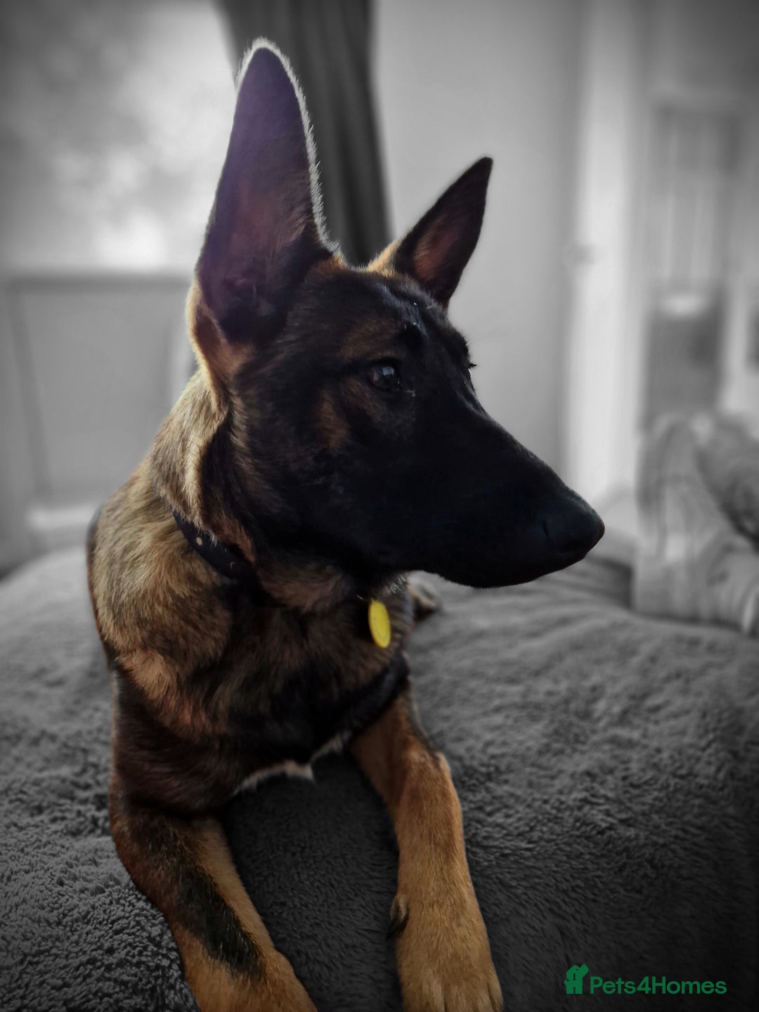 Mixed Breed dogs for sale: Malinois X sadly needs rehoming - Advert 3