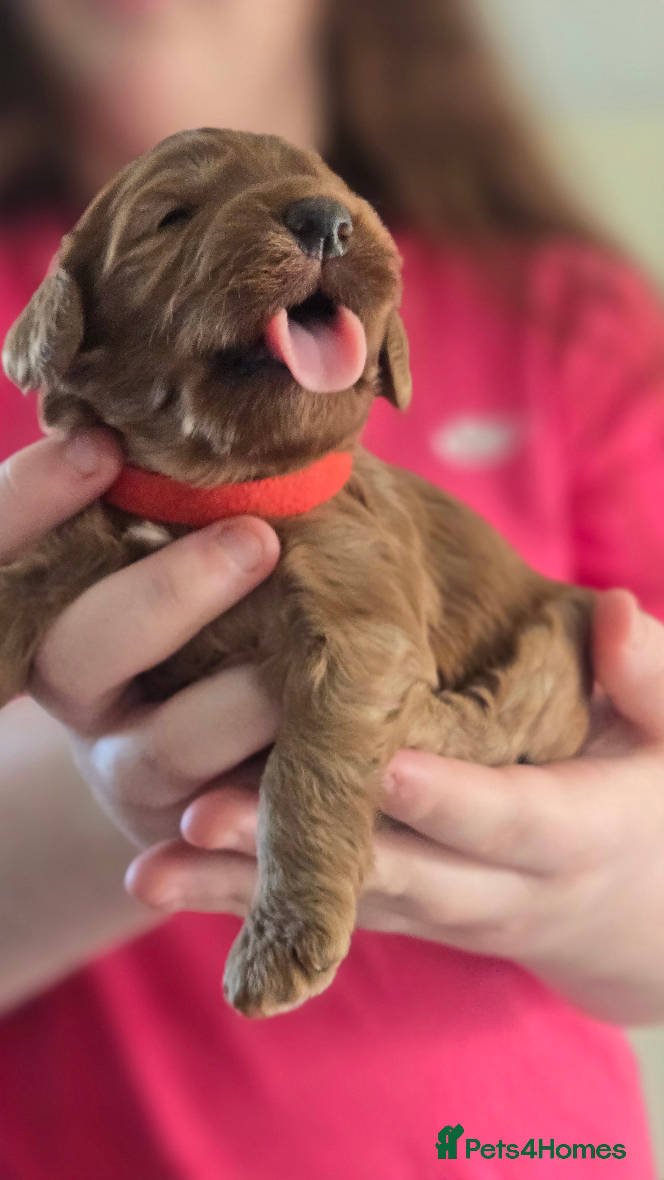 Cockapoo dogs F1 fox red Cockerpoos - Advert 1