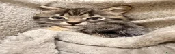 European cats for sale: Kitten ready to leave - Advert 7