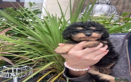 Cavapoo dogs for sale: Toy cavapoo WAITING LIST now open - Image 5