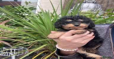 Cavapoo dogs - Advert 11