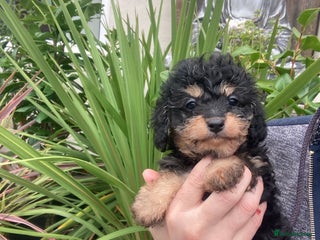 Cavapoo dogs - Advert 33