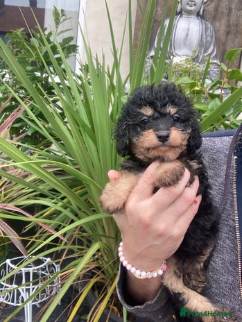 Cavapoo dogs - Advert 2