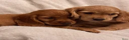 Cocker Spaniel dogs for sale: Red Show Type Cocker Spaniel puppies  - Advert 15