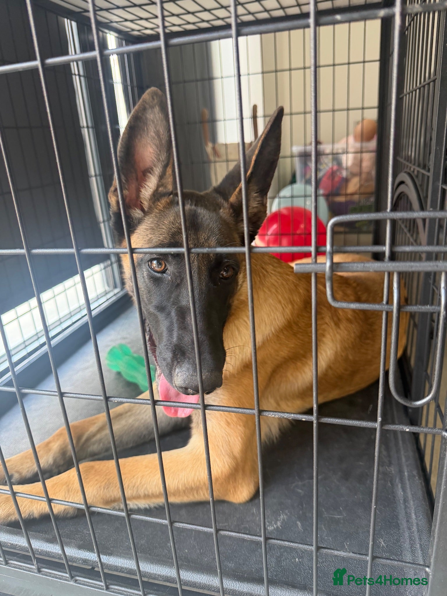 Belgian Shepherd Dog dogs female - Advert 1
