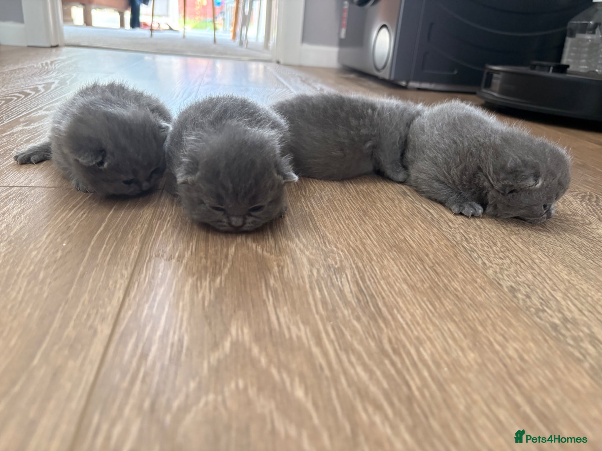 British Shorthair cats for sale: British Shorthair Kittens - Advert 11