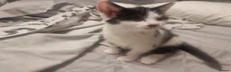 Mixed Breed cats for sale: Beautiful mixed kittens, very playful  - Advert 9