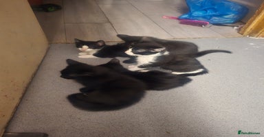 Mixed Breed cats - Advert 3