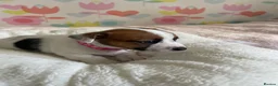 Jack Russell dogs for sale: Stunning short legged Jack Russell puppies - Advert 10
