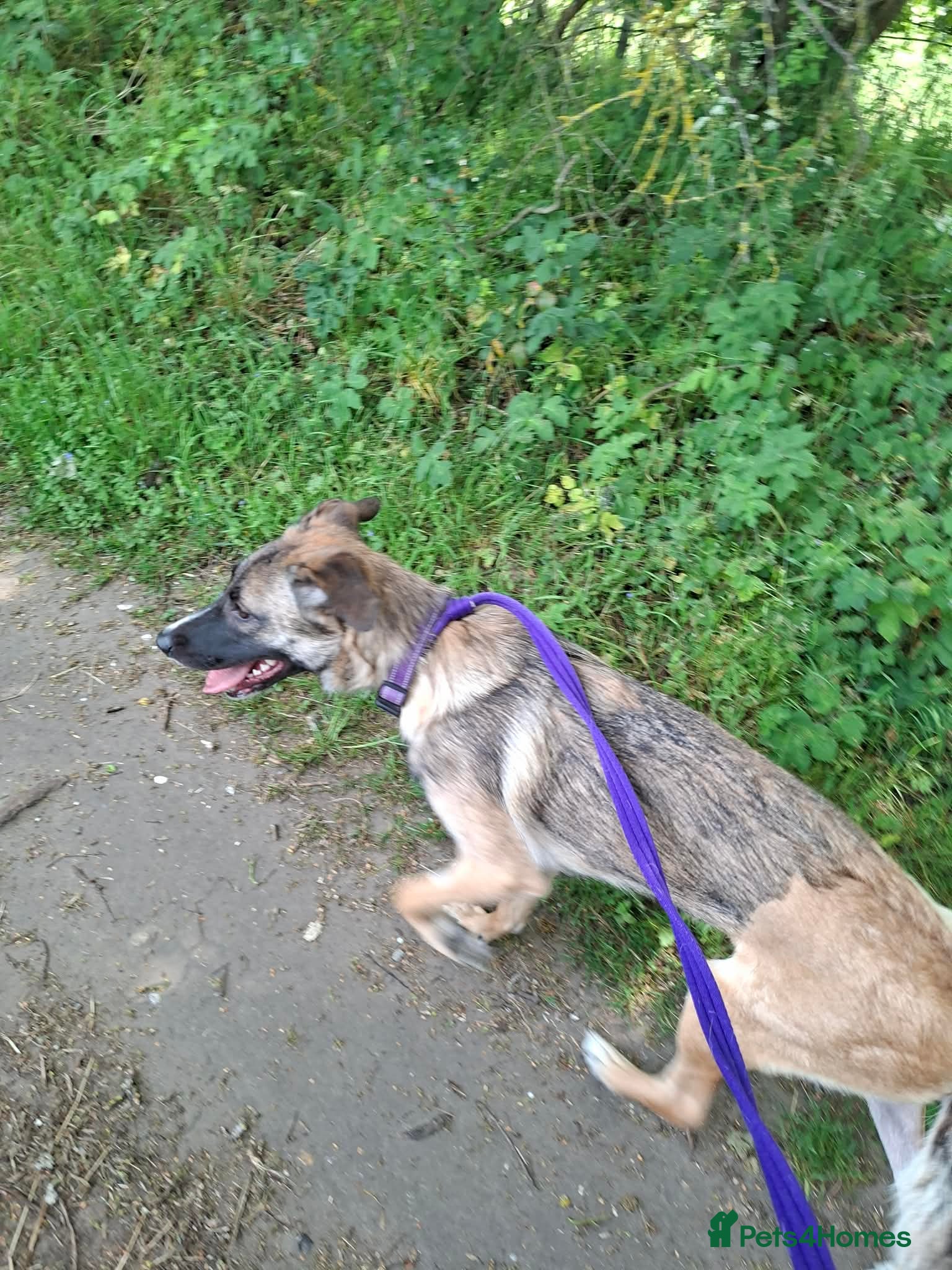 Mixed Breed dogs for adoption: Rox - north Walsham Norfolk  in North Walsham - Advert 6