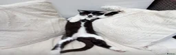 Mixed Breed cats for sale: Beautiful black-white male kitten, 3 months old in Minehead - Advert 3