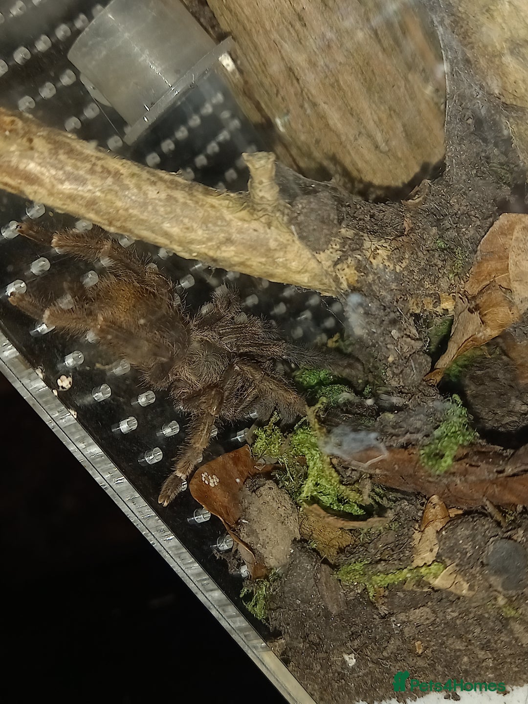 Tarantulas invertebrates for sale: Various T's FOR SALE!  - Advert 11